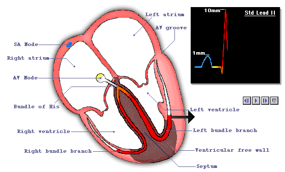 physiology of heart. physiology/courseware/ekg_pt1/